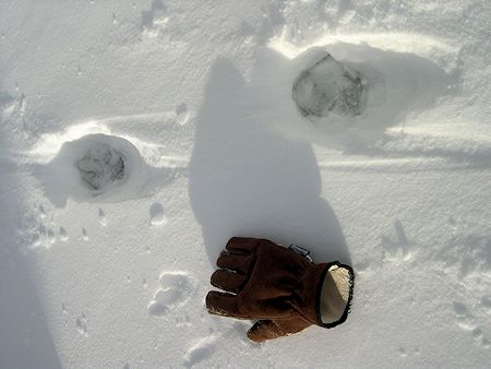 Mountain Lion Prints - Westgard Pass - February 3, 2004 - Dave Michalski Photo