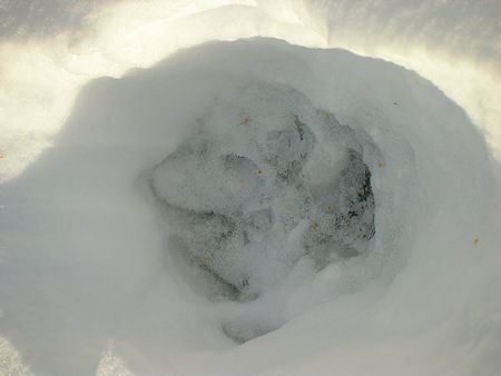 Mountain Lion Prints - Westgard Pass - February 3, 2004 - Dave Michalski Photo