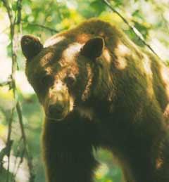 California Black Bear