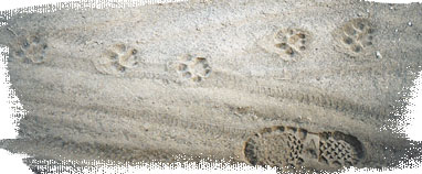 Cougar tracks .. probably young