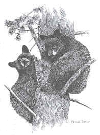 Drawing of two Black Bears in a tree - BLM
