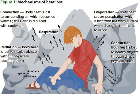 Mechanisms of heat loss