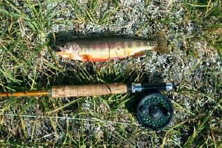 Volcano Creek Golden Trout from Big Bear Lake